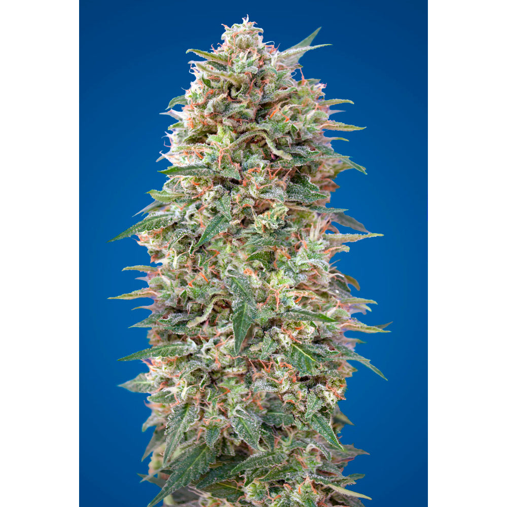 California Kush
