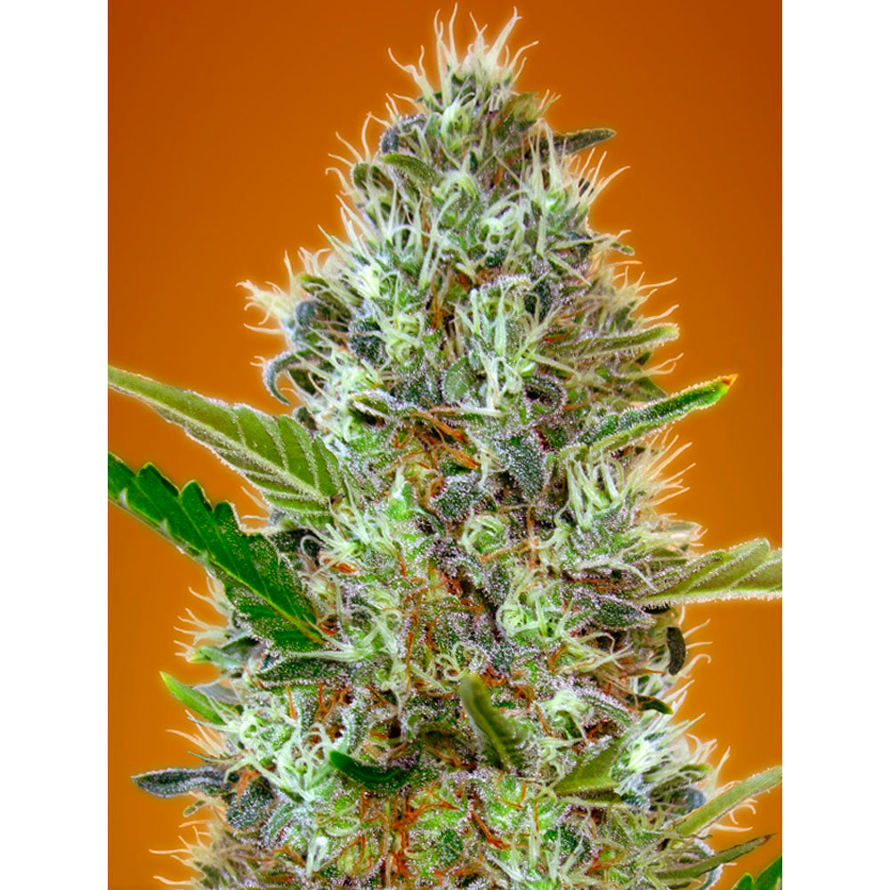 Auto Somango