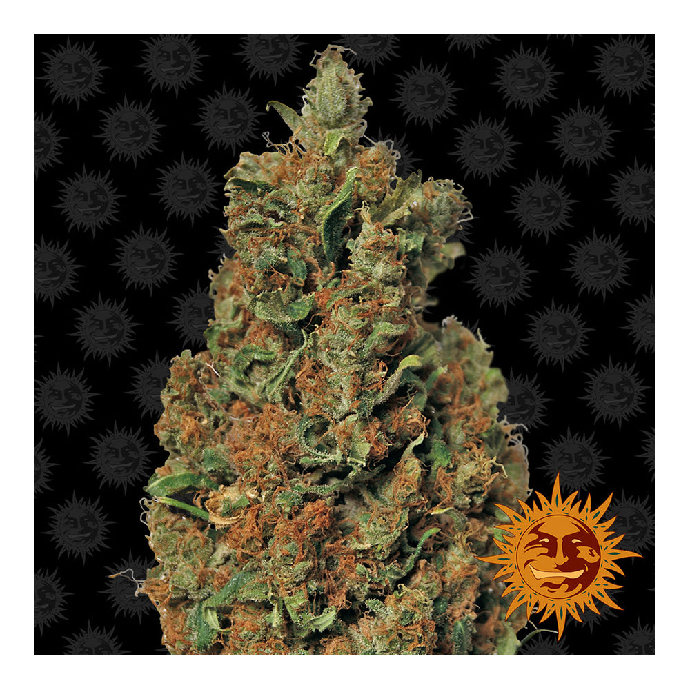 Red Diesel