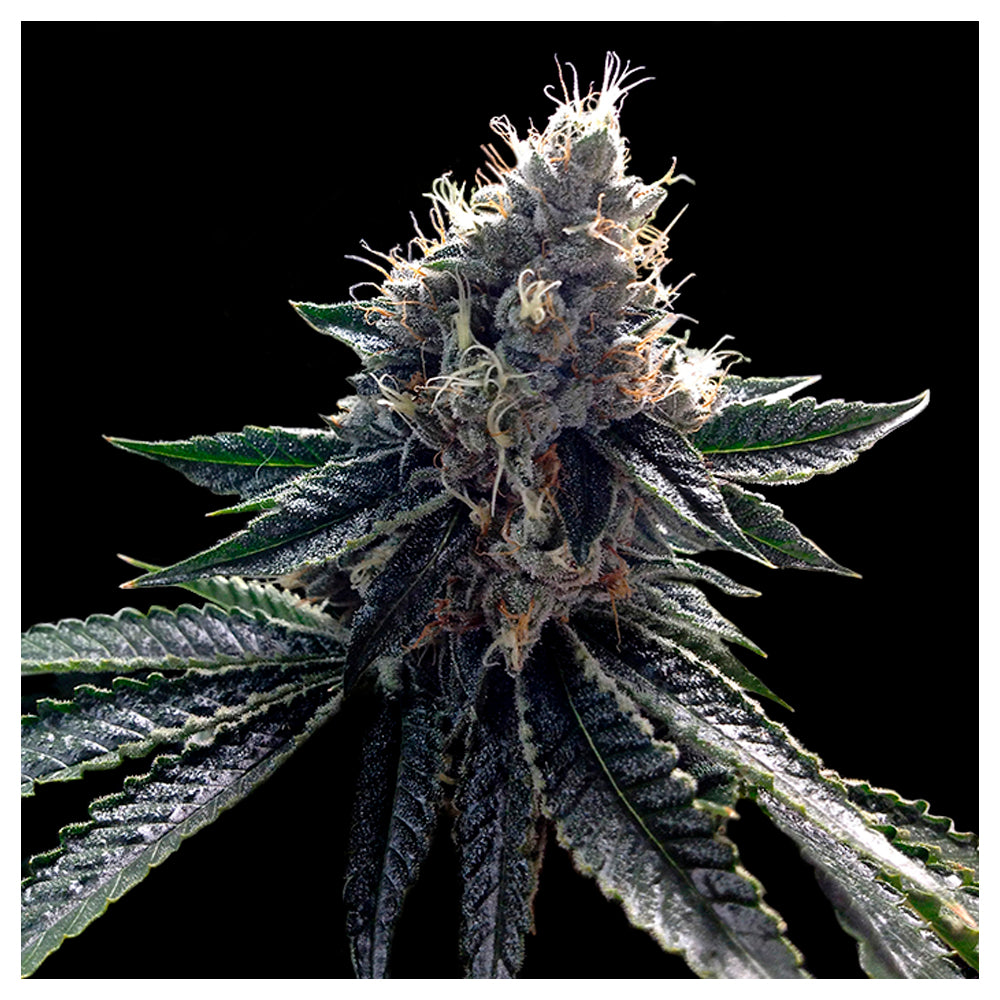 Sour Kosher