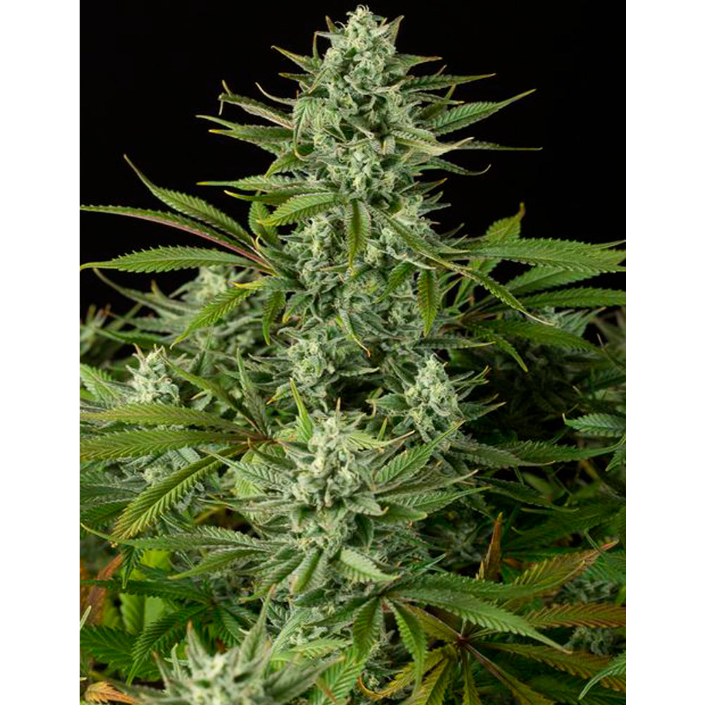 Cheese CBD