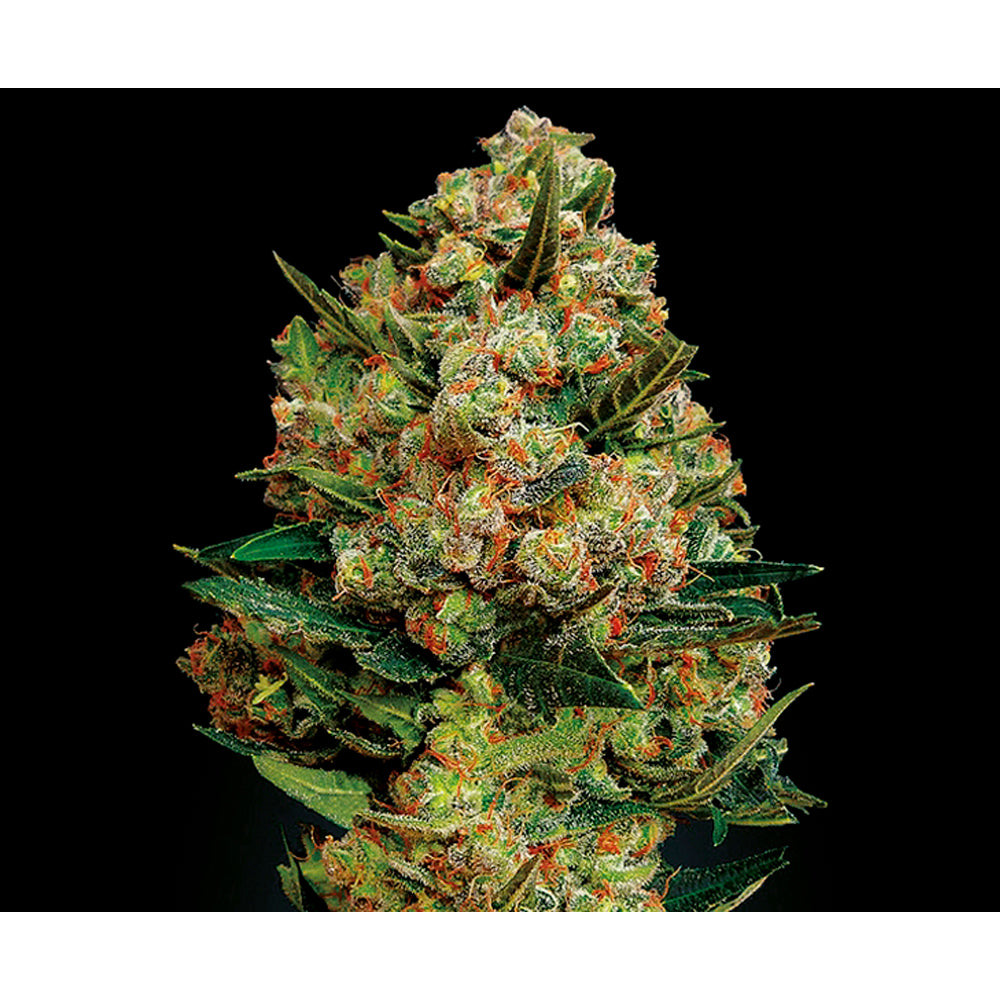 Critical