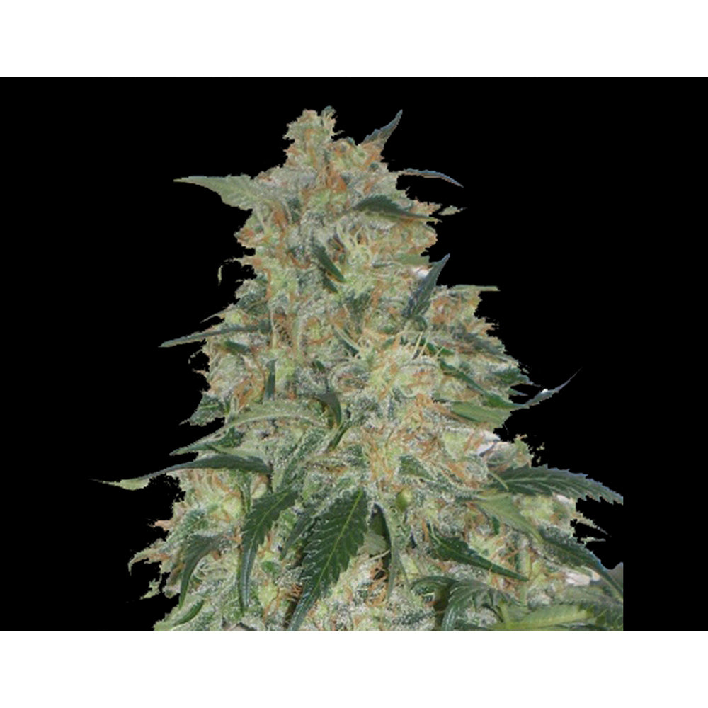 Limon Haze