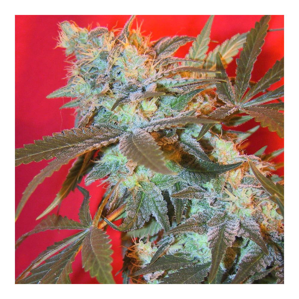 Iced Widow