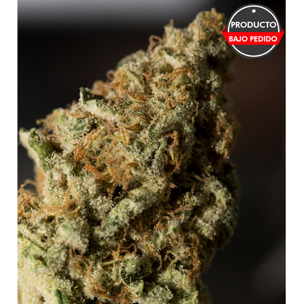 Auto Sweet Clementine