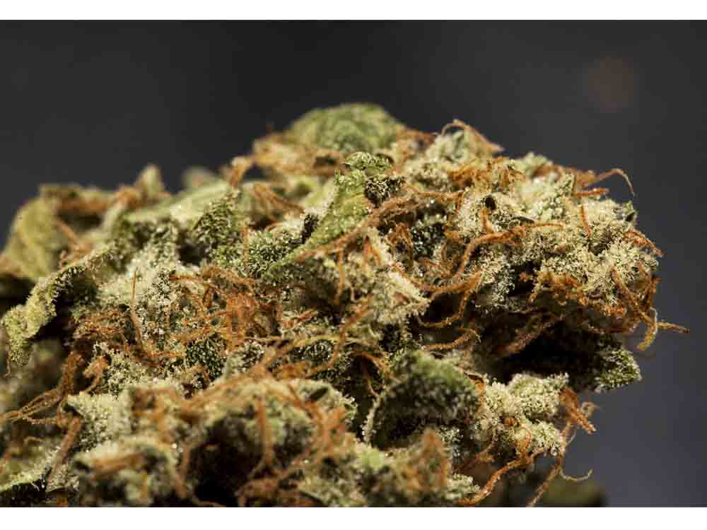 Mountain Indian Kush