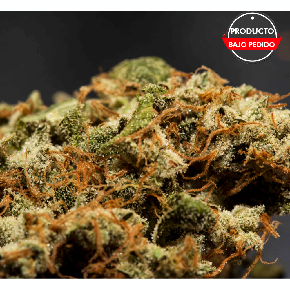 Mountain Indian Kush