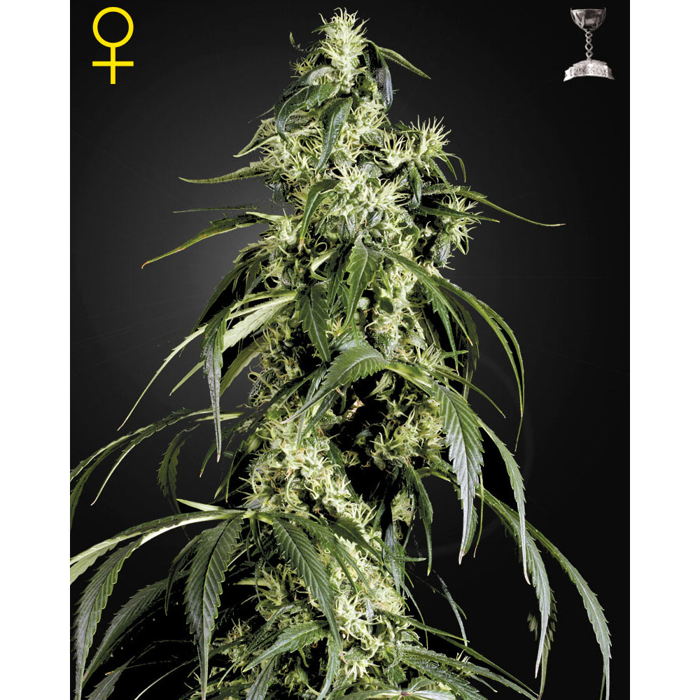 Arjan's Haze No-1