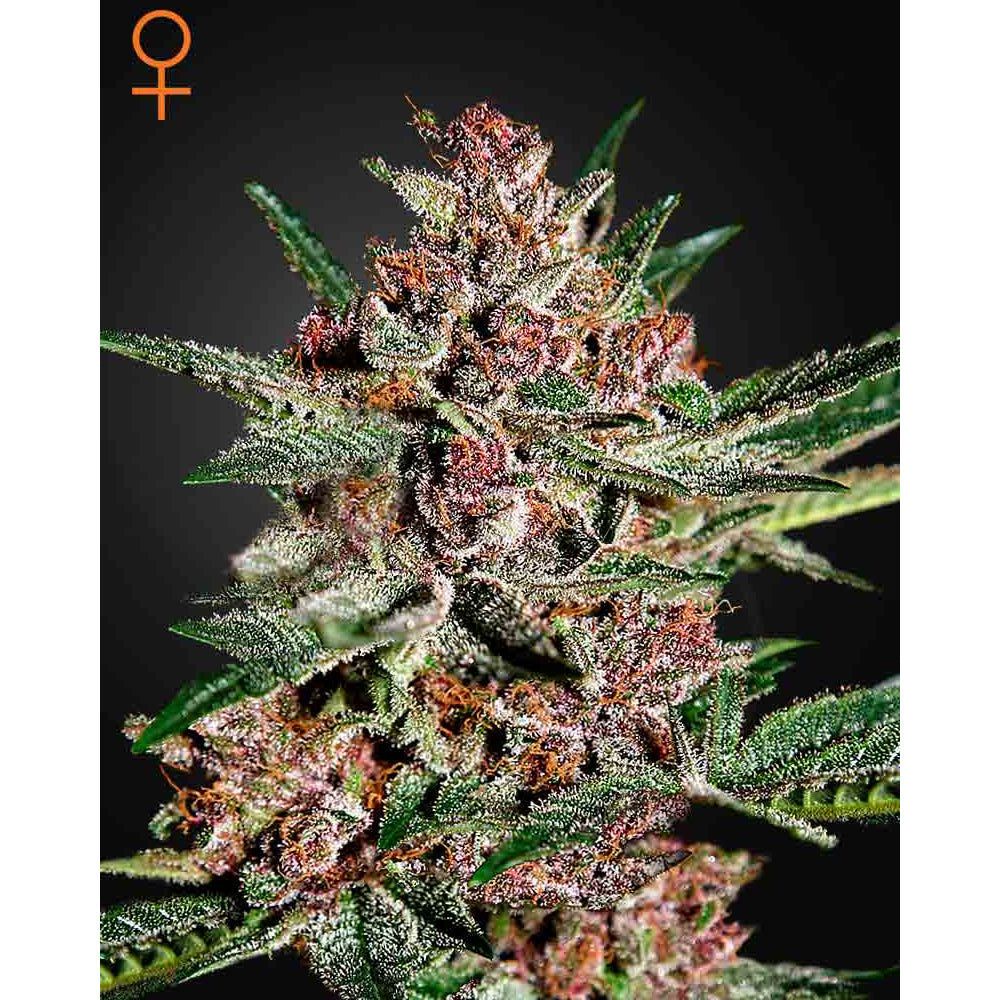 Bubba Kush
