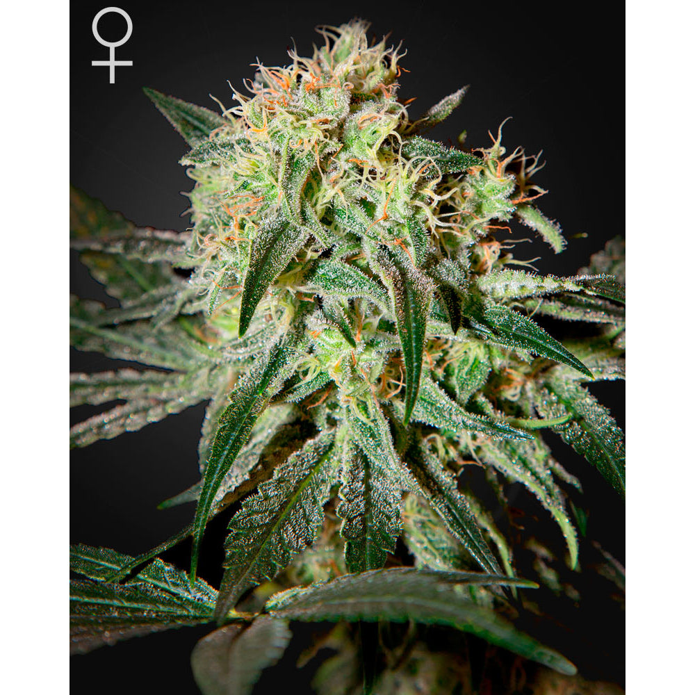 Damn Sour