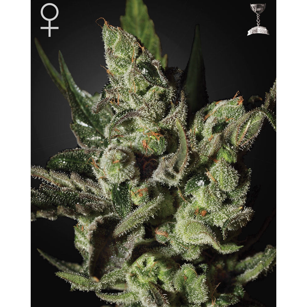 Exodus Cheese
