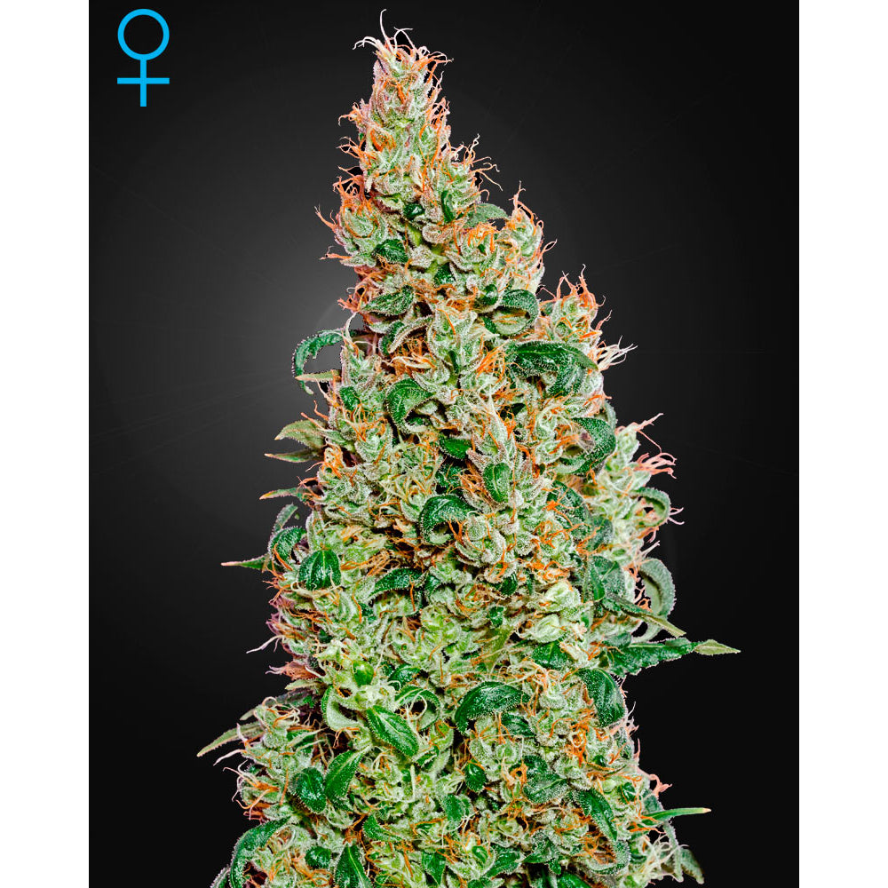 Green o Matic