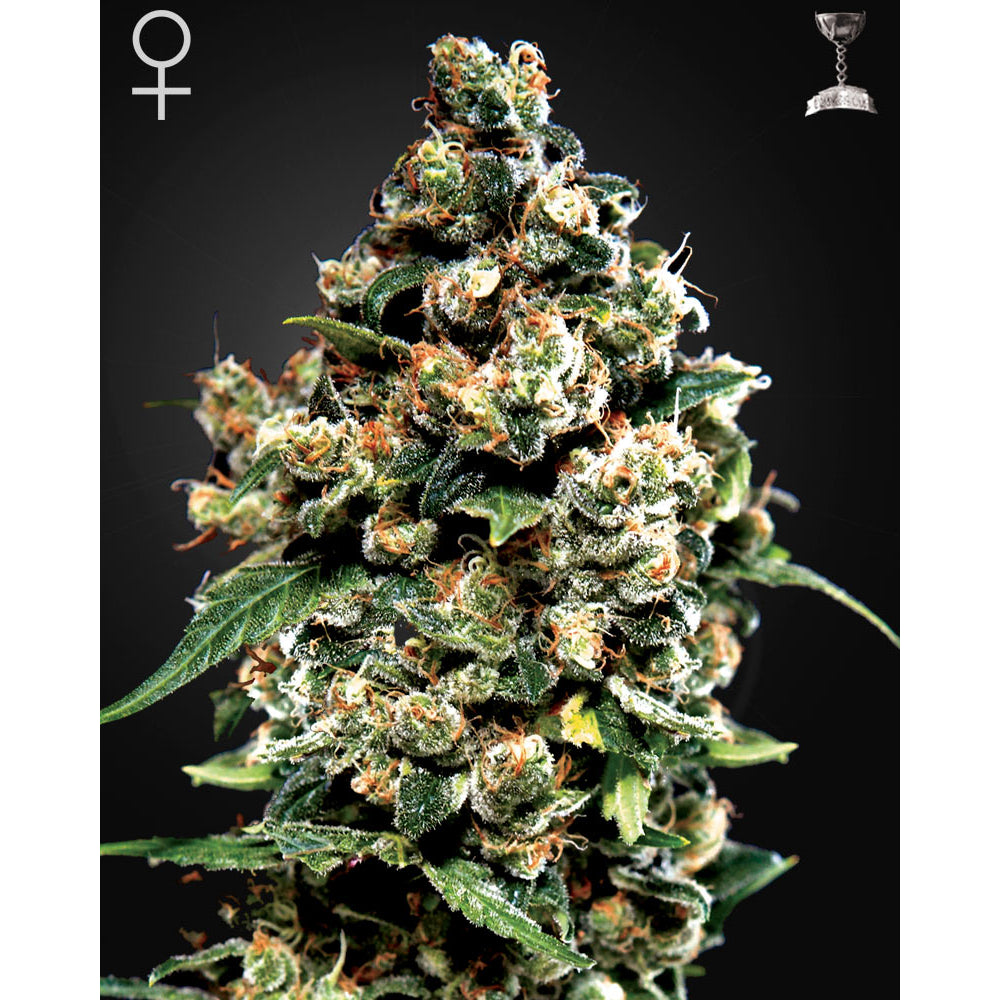 Jack Herer
