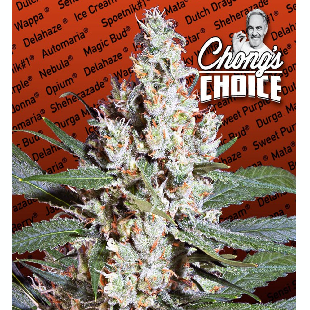 L.A. Amnesia