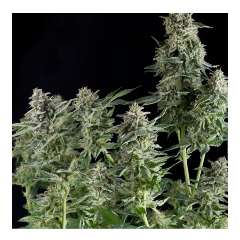 Northern Lights CBD