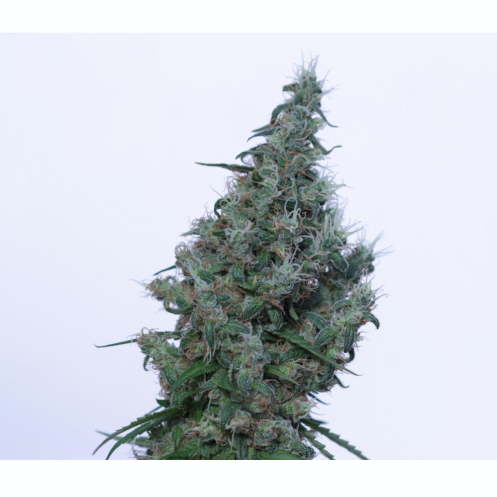 Papaya