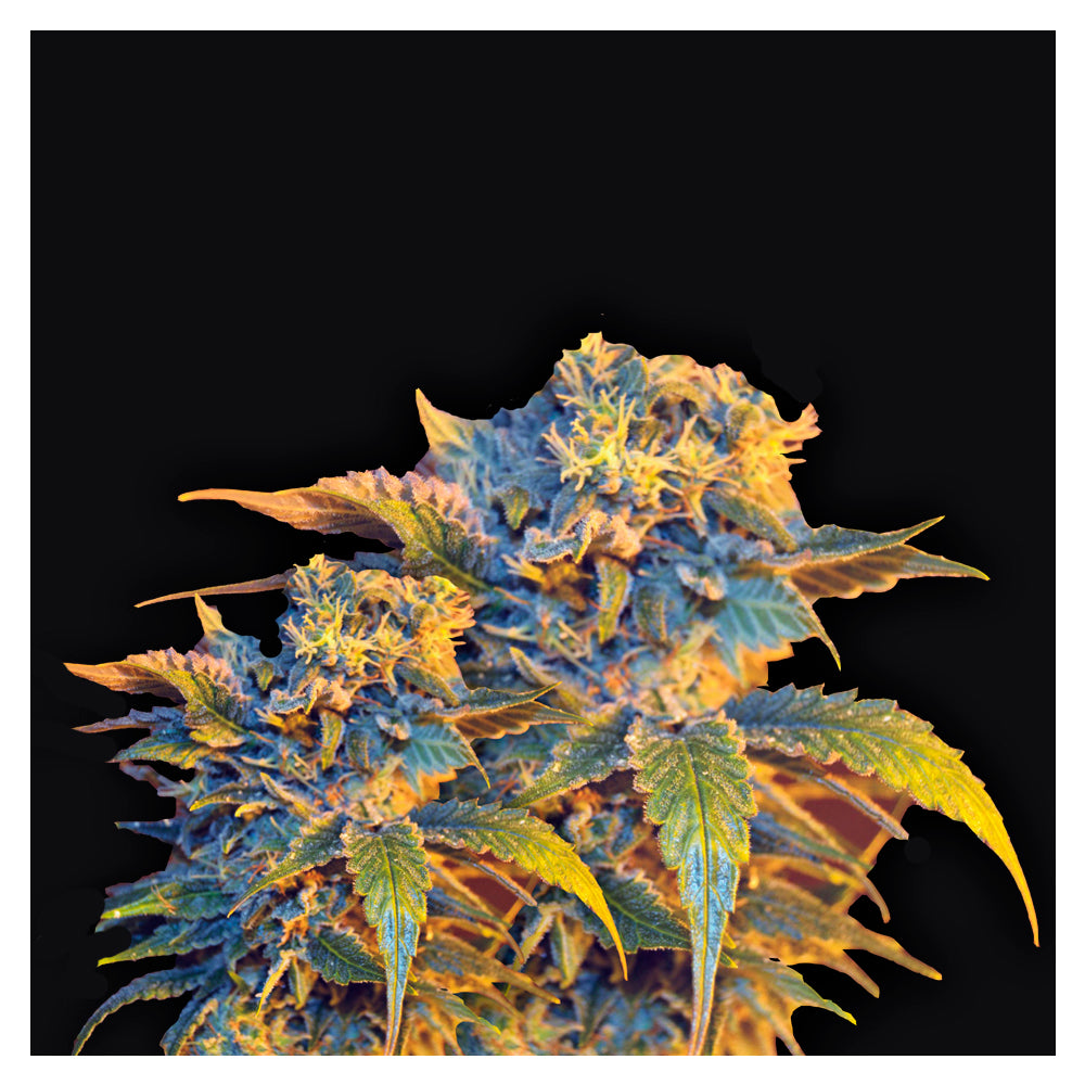Colombian Sweet