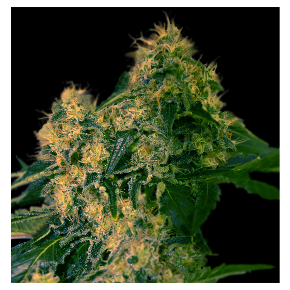 Torpedo