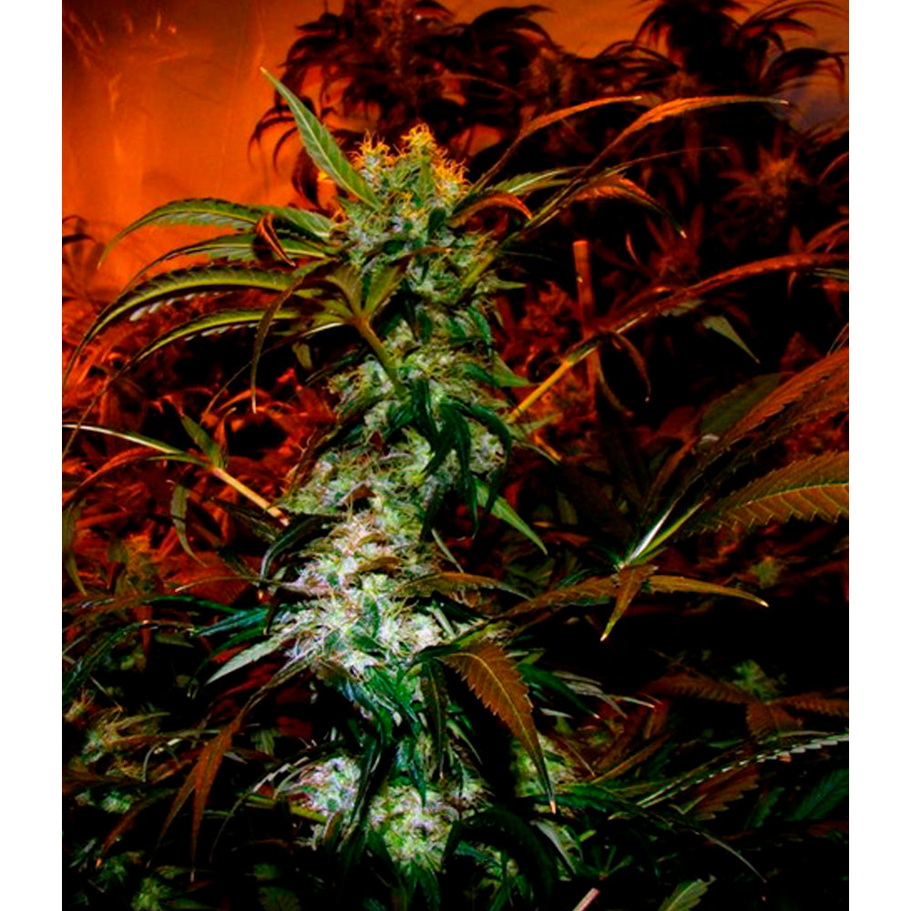 Vip Haze