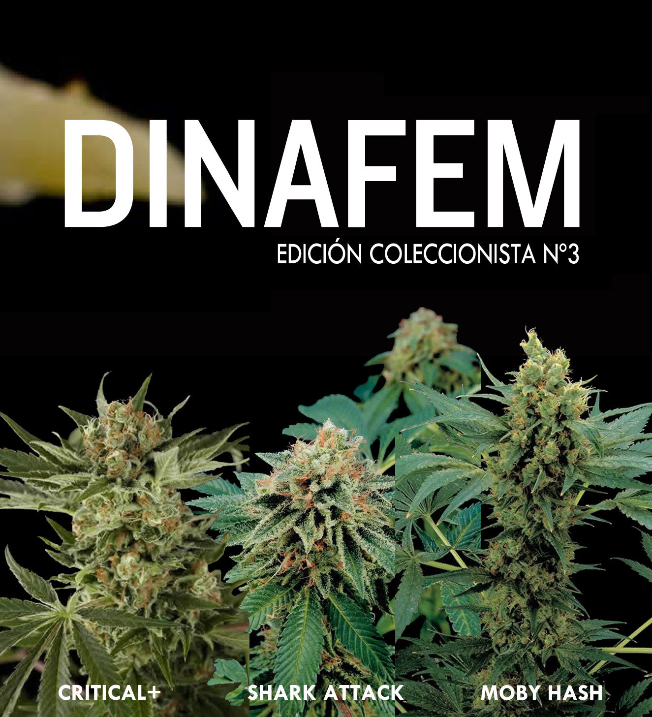 Edición coleccionista No-3