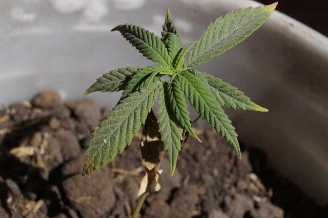 Cultivo de marihuana
