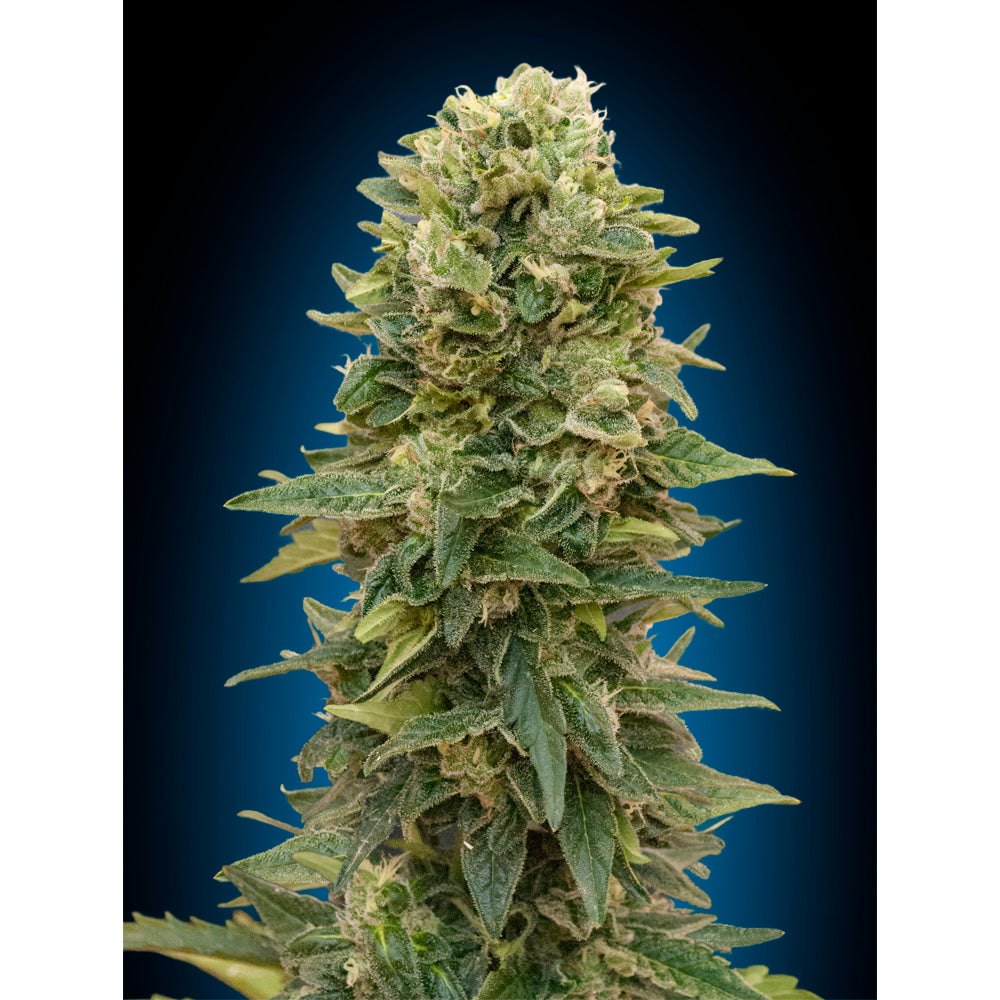 Auto Afghan Mass