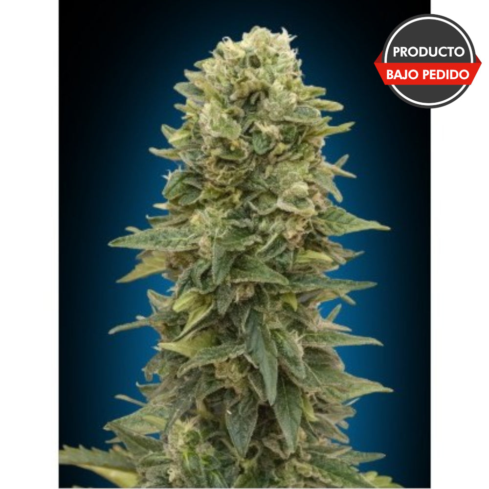 Auto Afghan Mass XXL