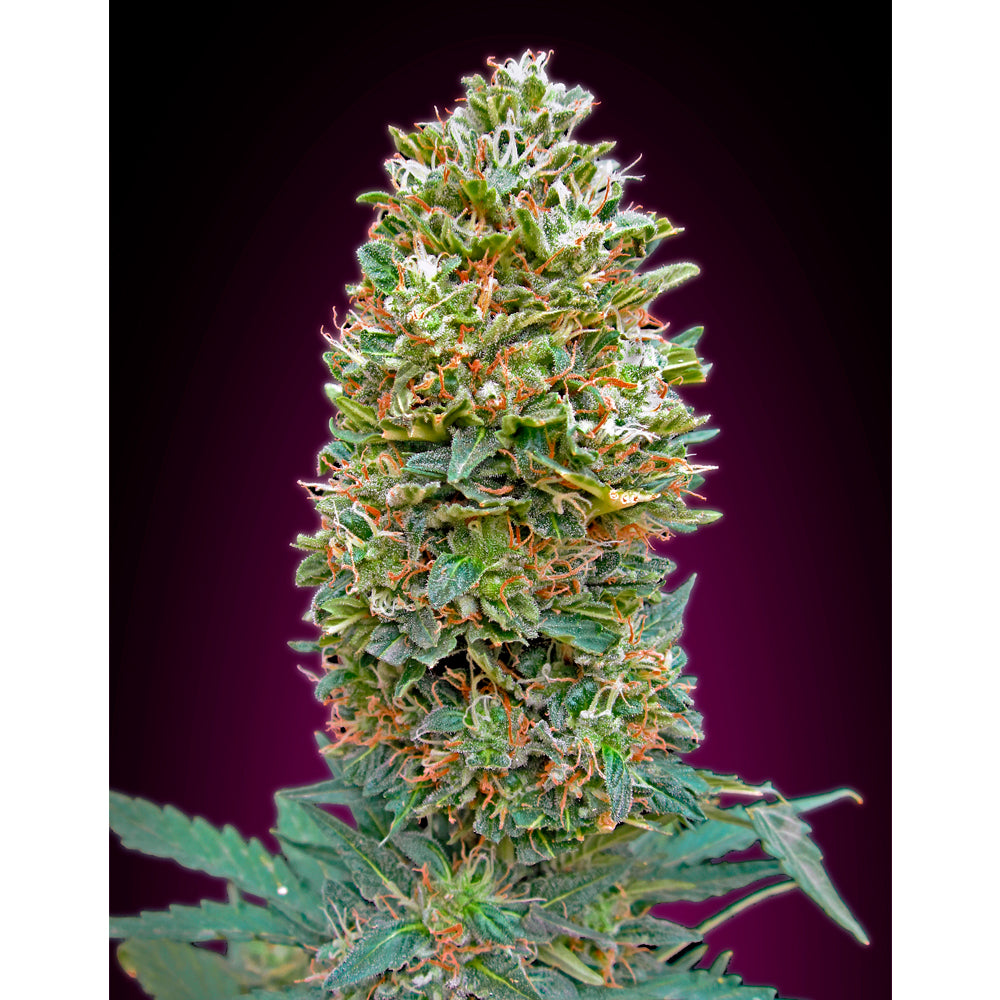 Auto Bubble Gum