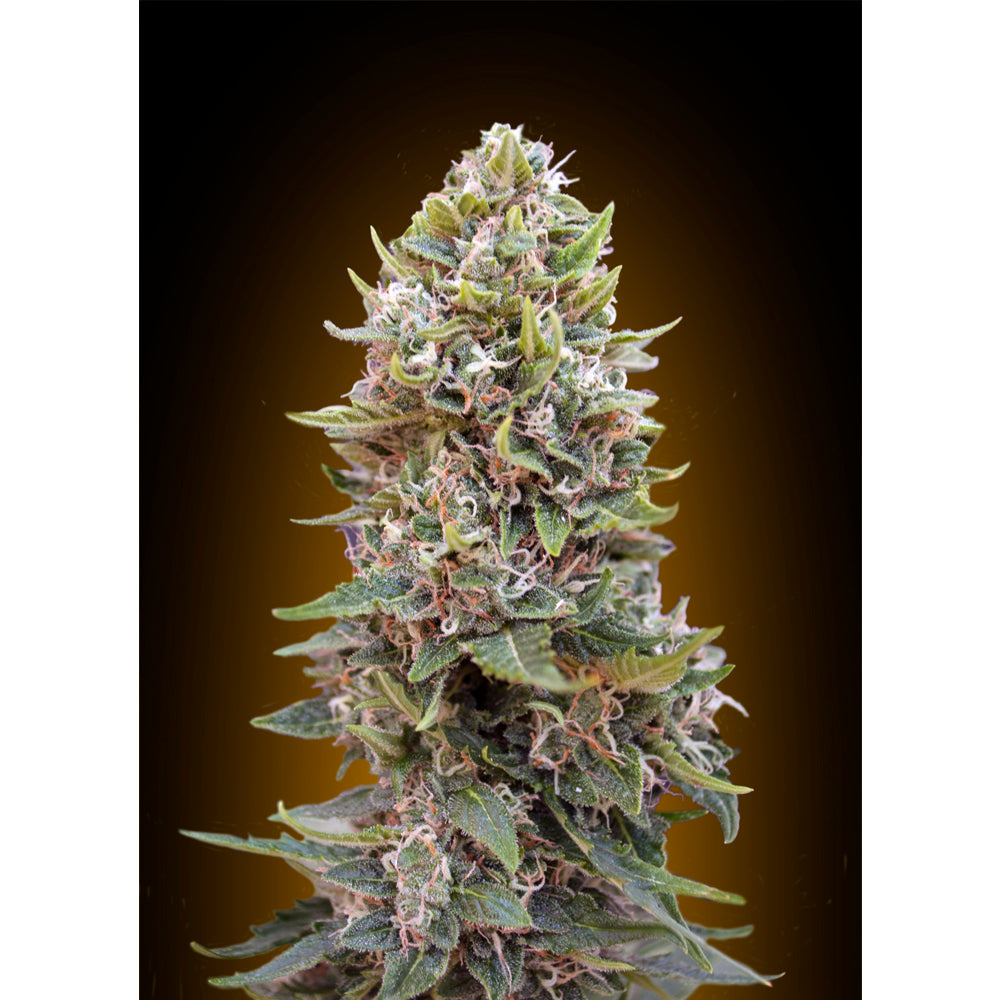 Auto Cheese Berry