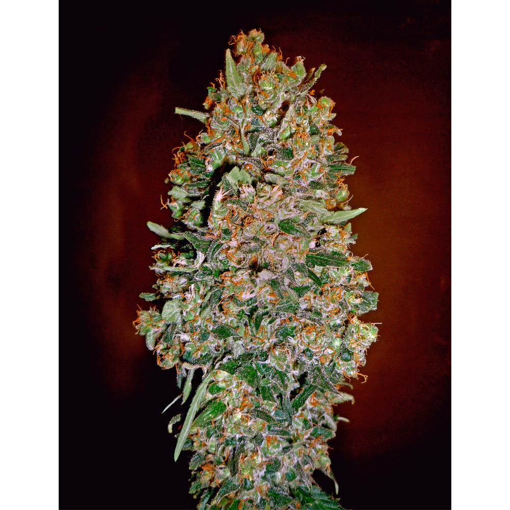 Auto Chocolate Skunk