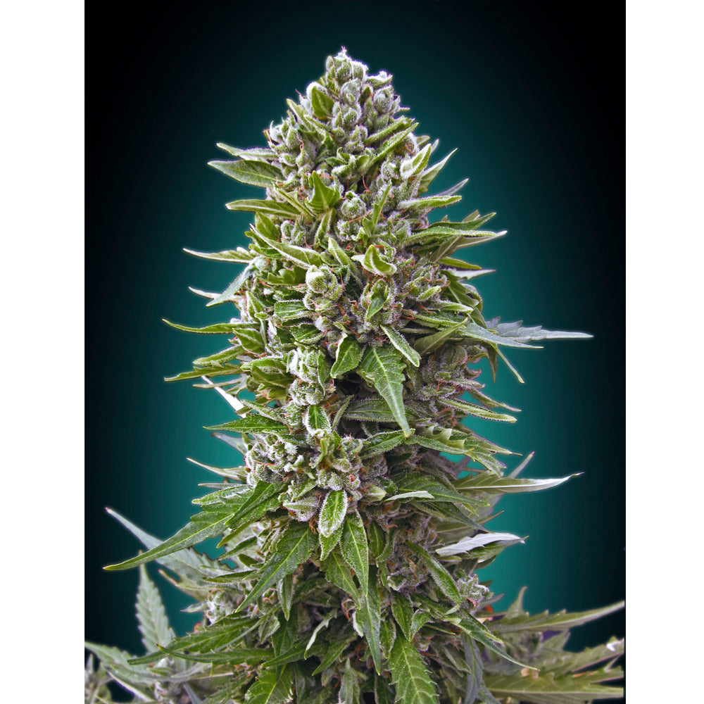 Auto Northern Lights