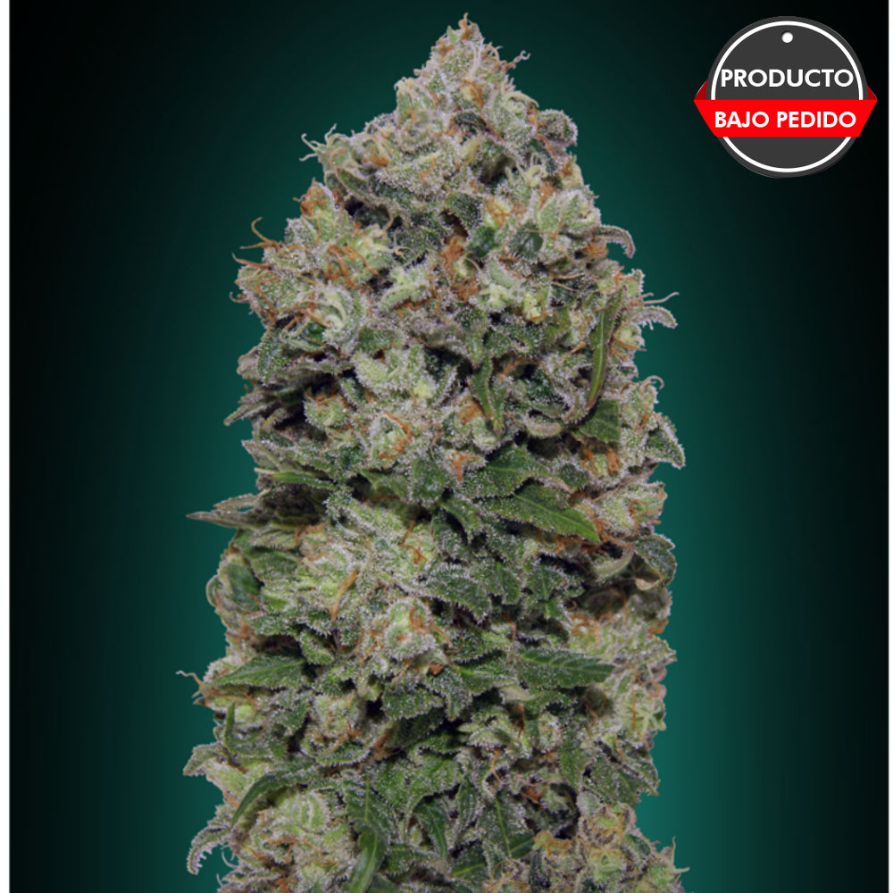 Northern Lights