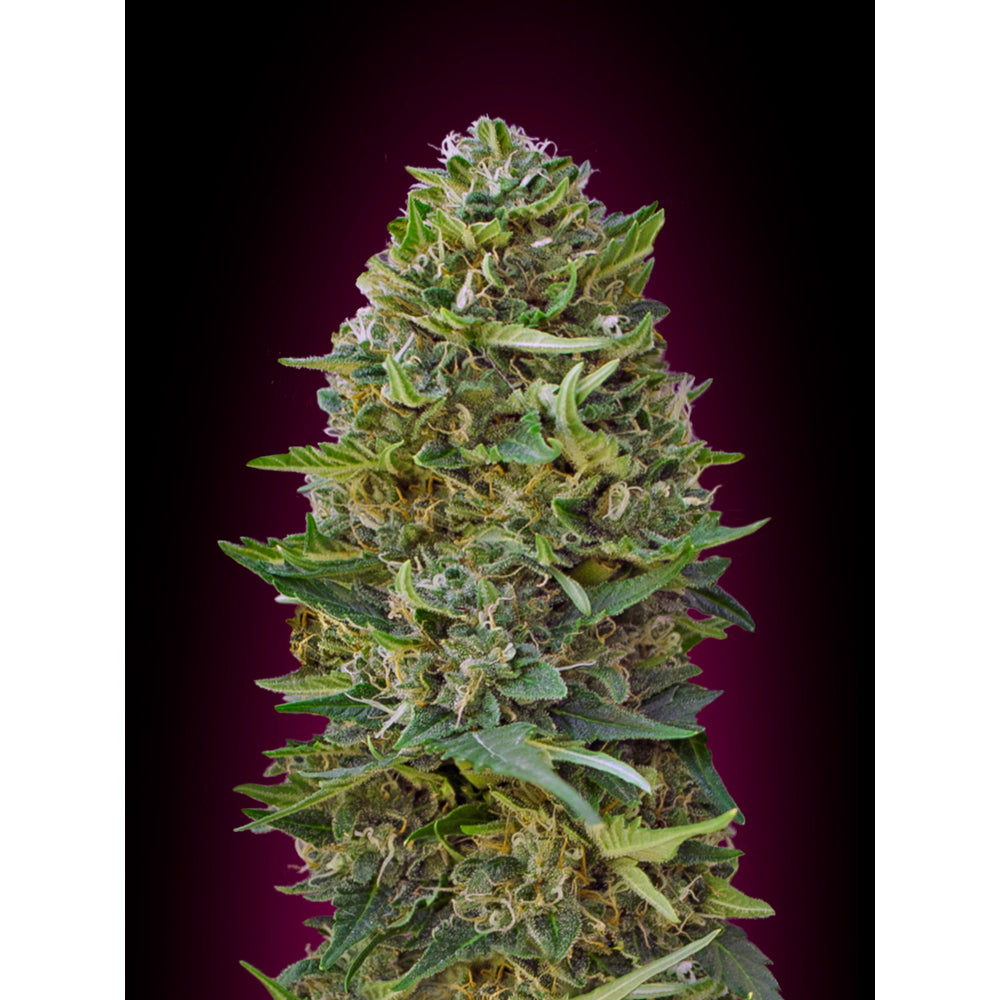 Caramel Kush
