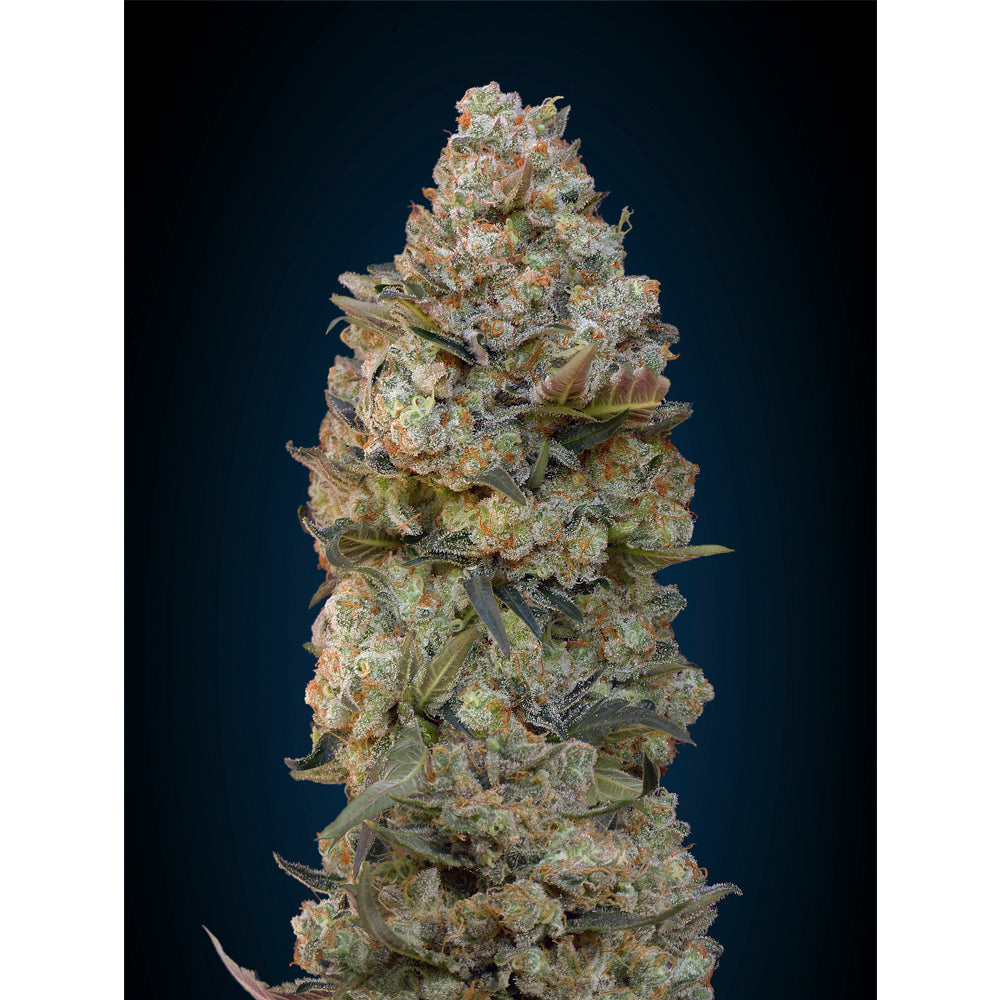 Chocolate Skunk