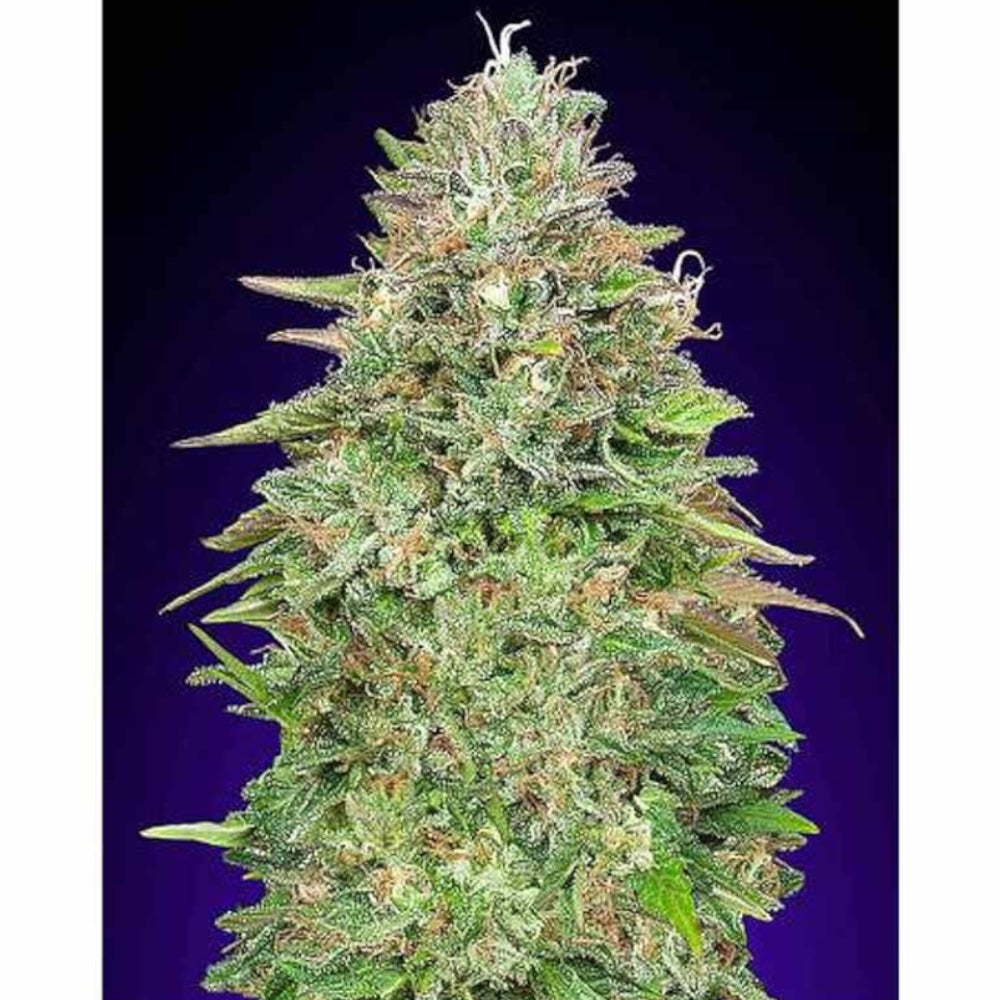 Critical Poison