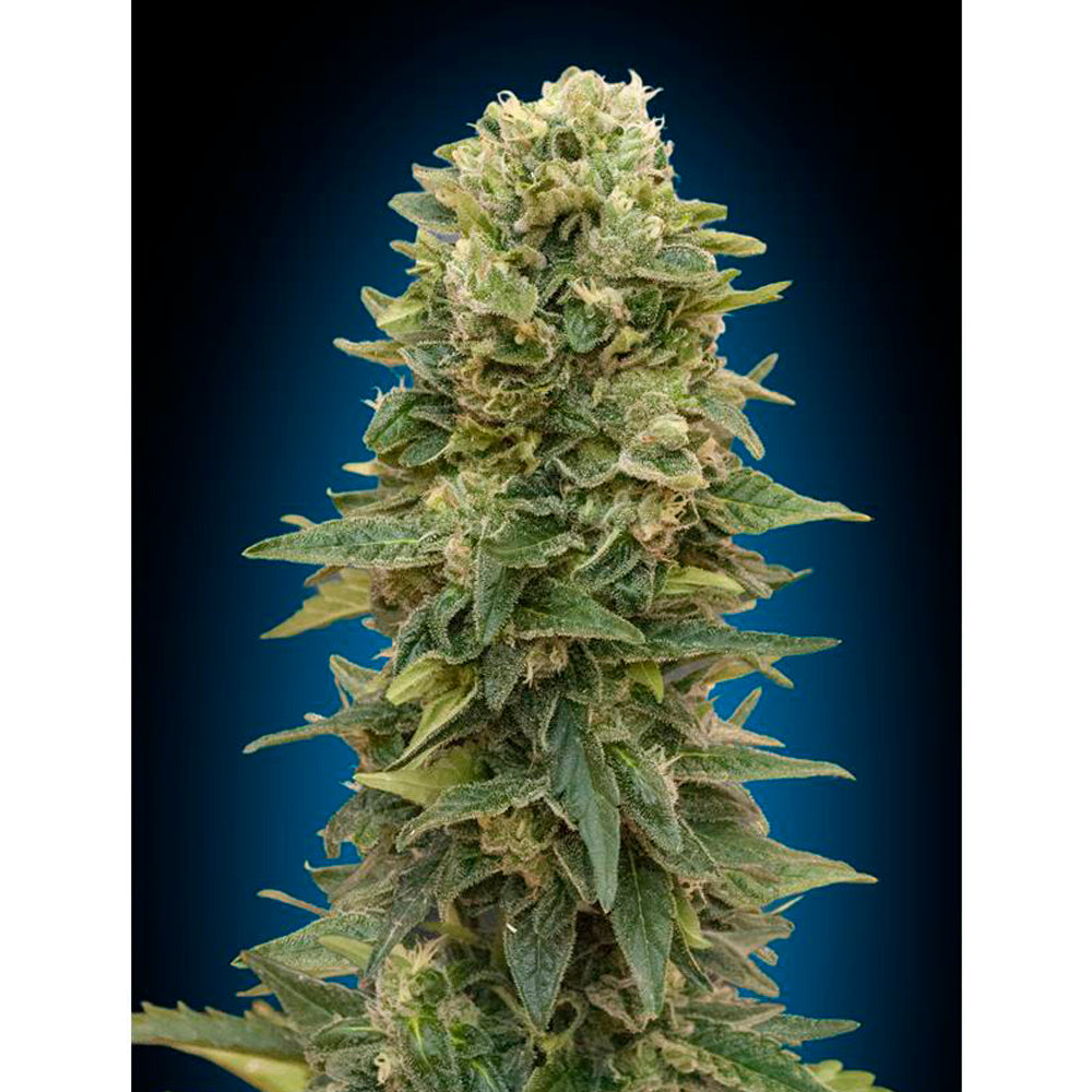 Female Mix