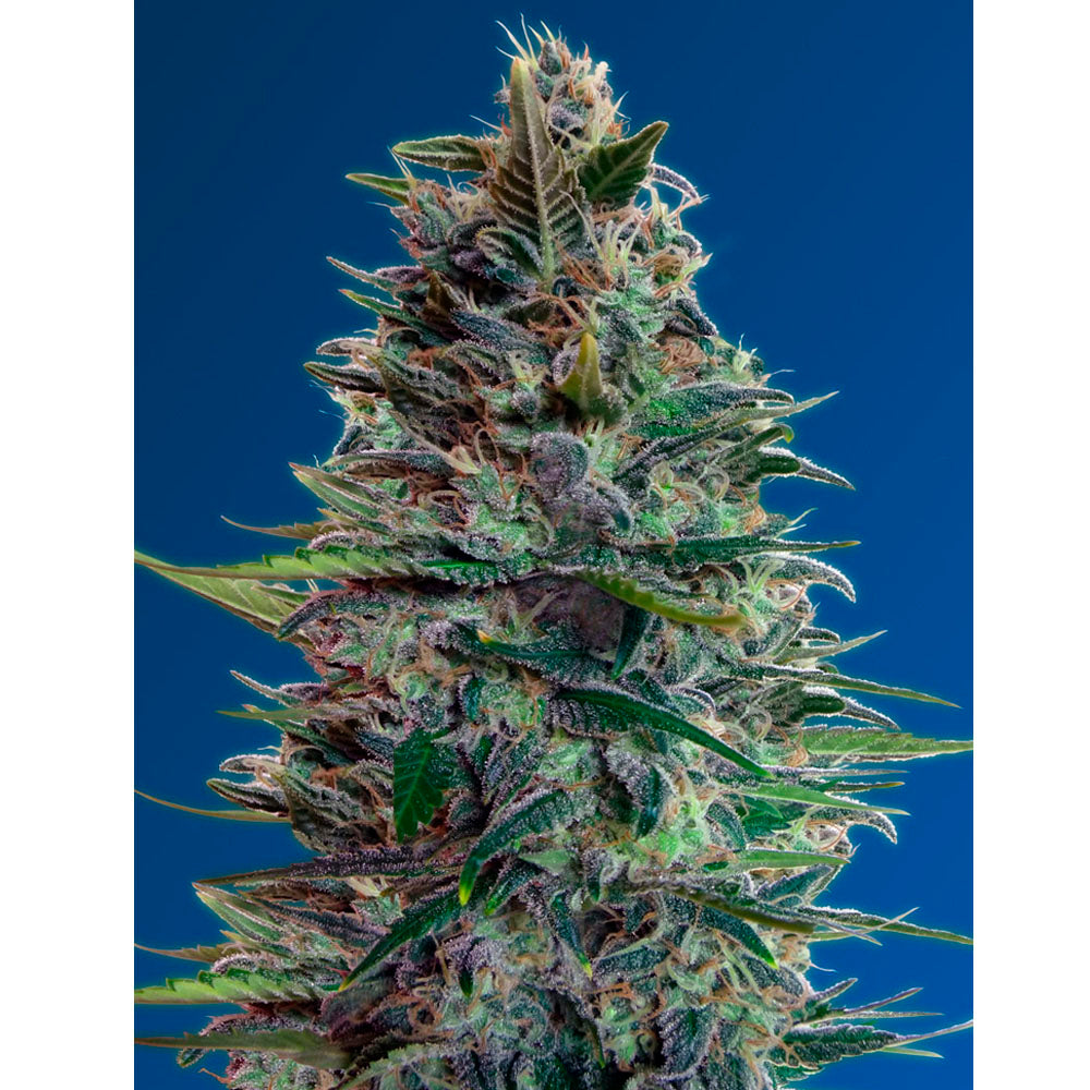 Auto Blue Diesel