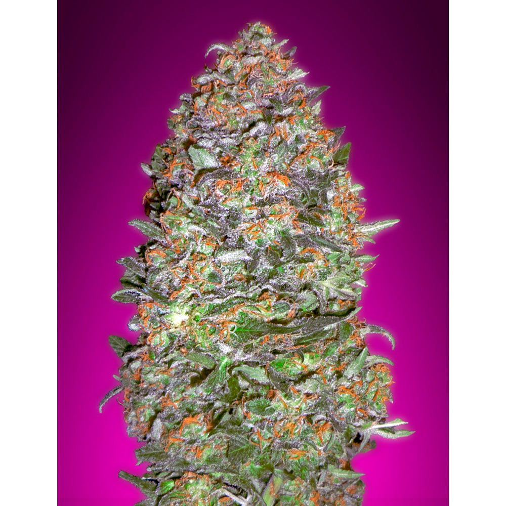 Auto New York City Diesel