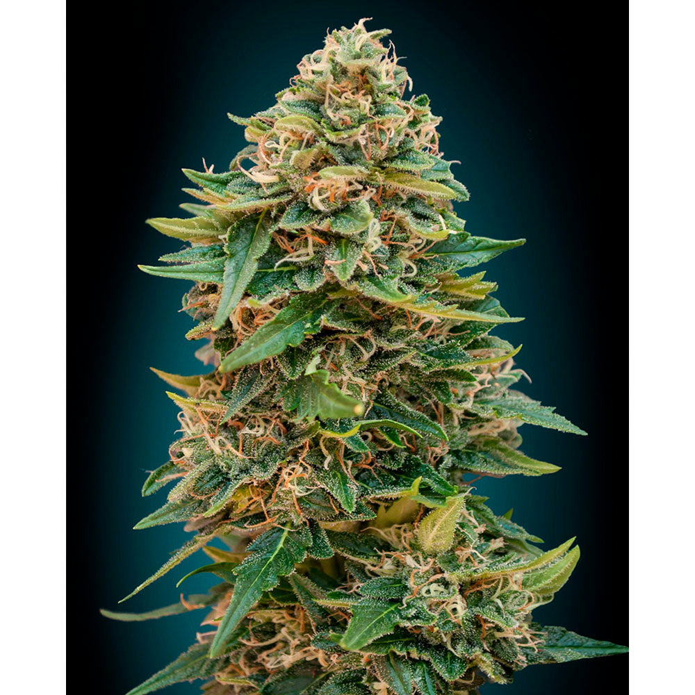 Auto Skunk 47