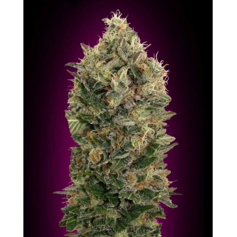 Black Diesel