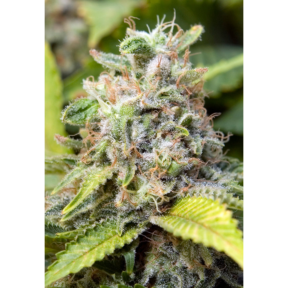 Critical