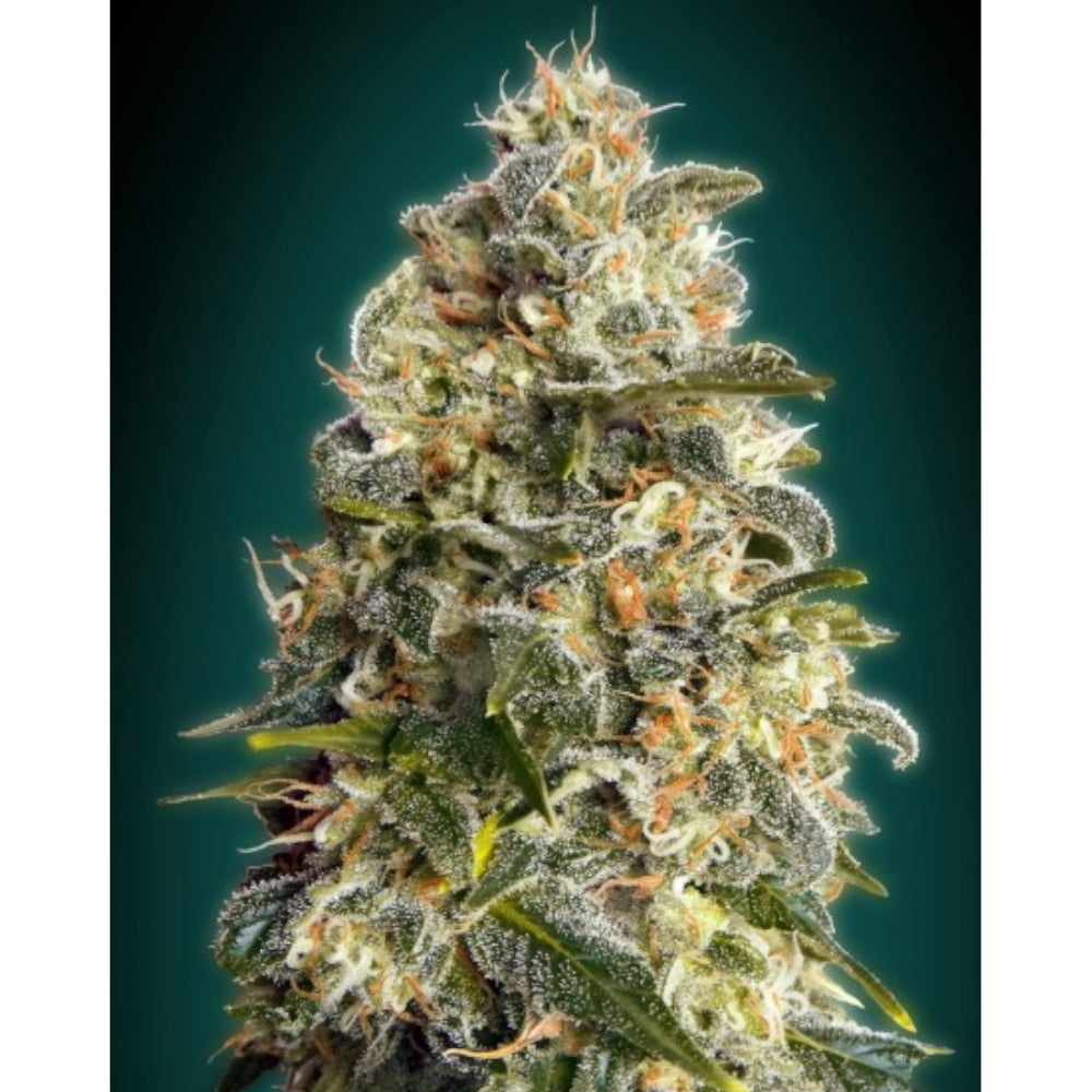 Auto Heavy Bud