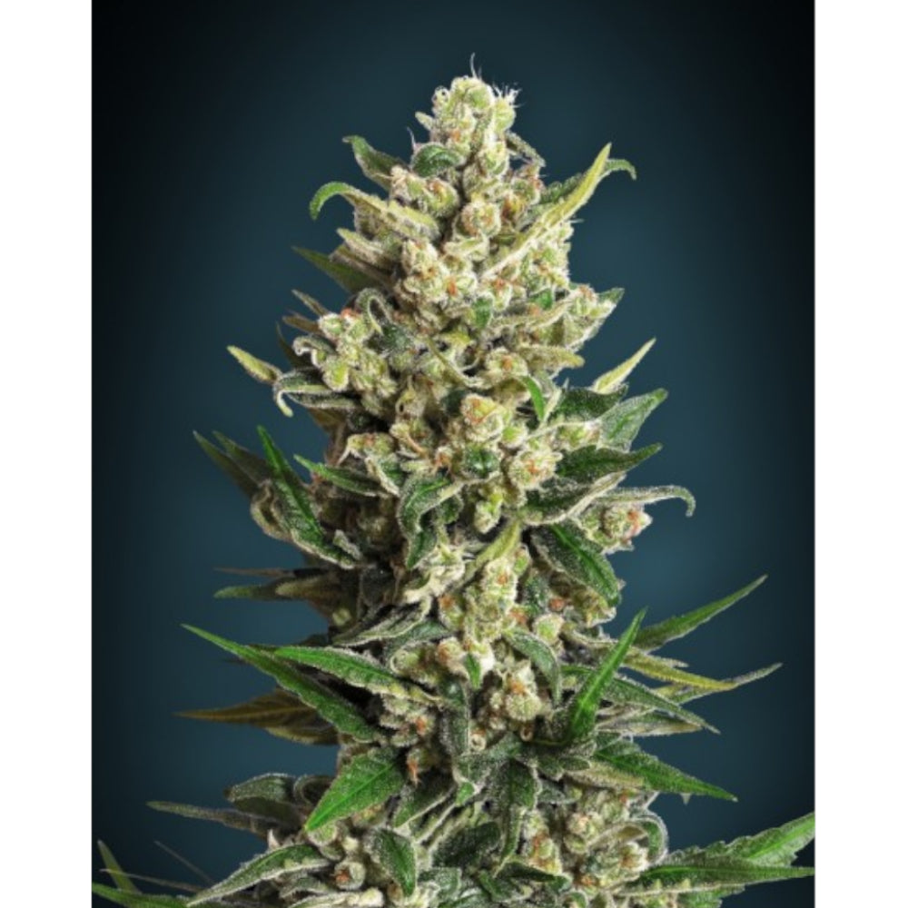 Ice Kush
