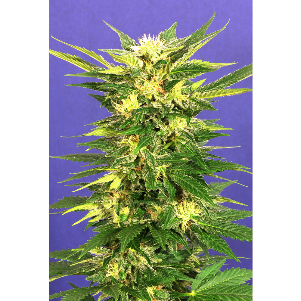 Kaya 47