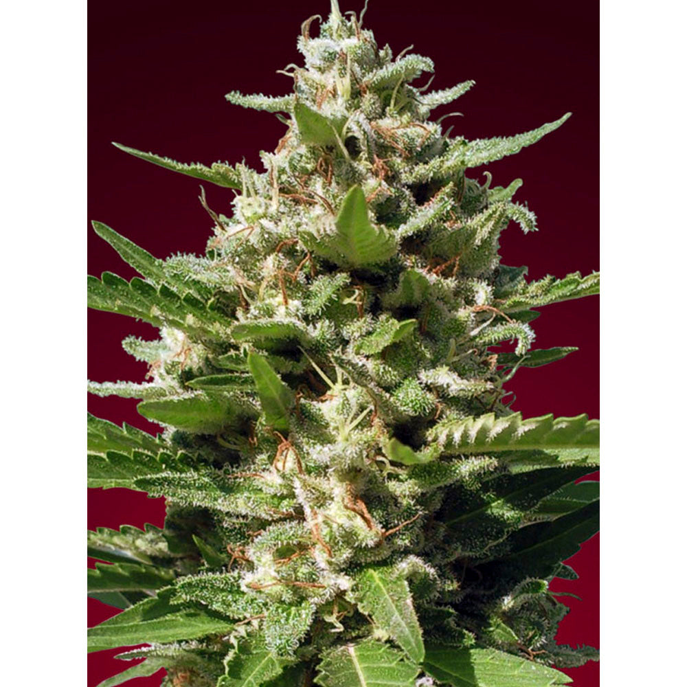 White Kush