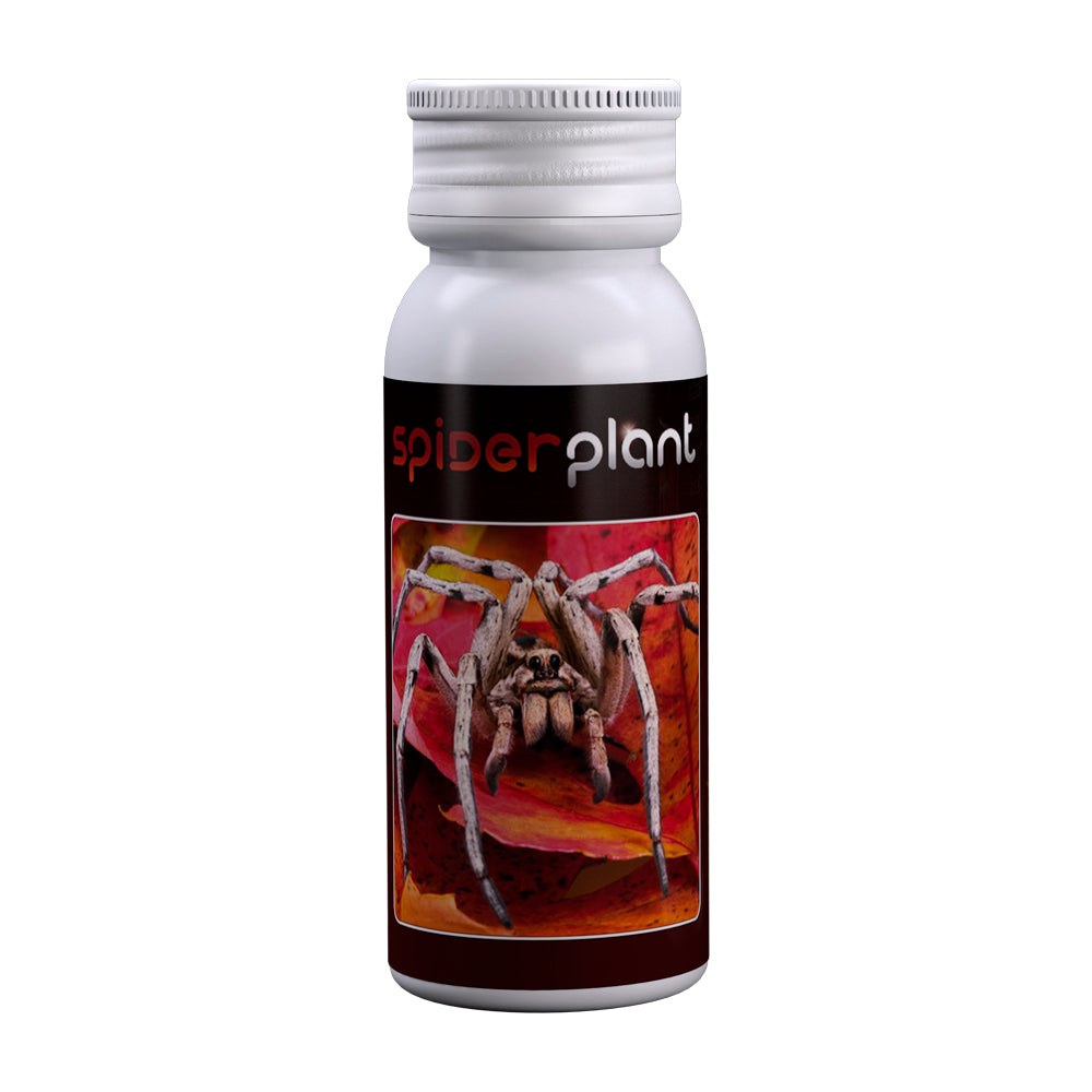 Spider Plant 15ml