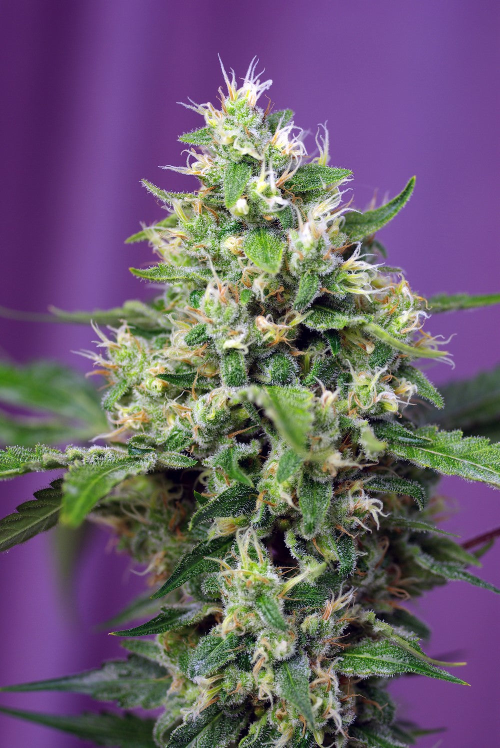 Sweet Amnesia Haze XL Auto 5+2