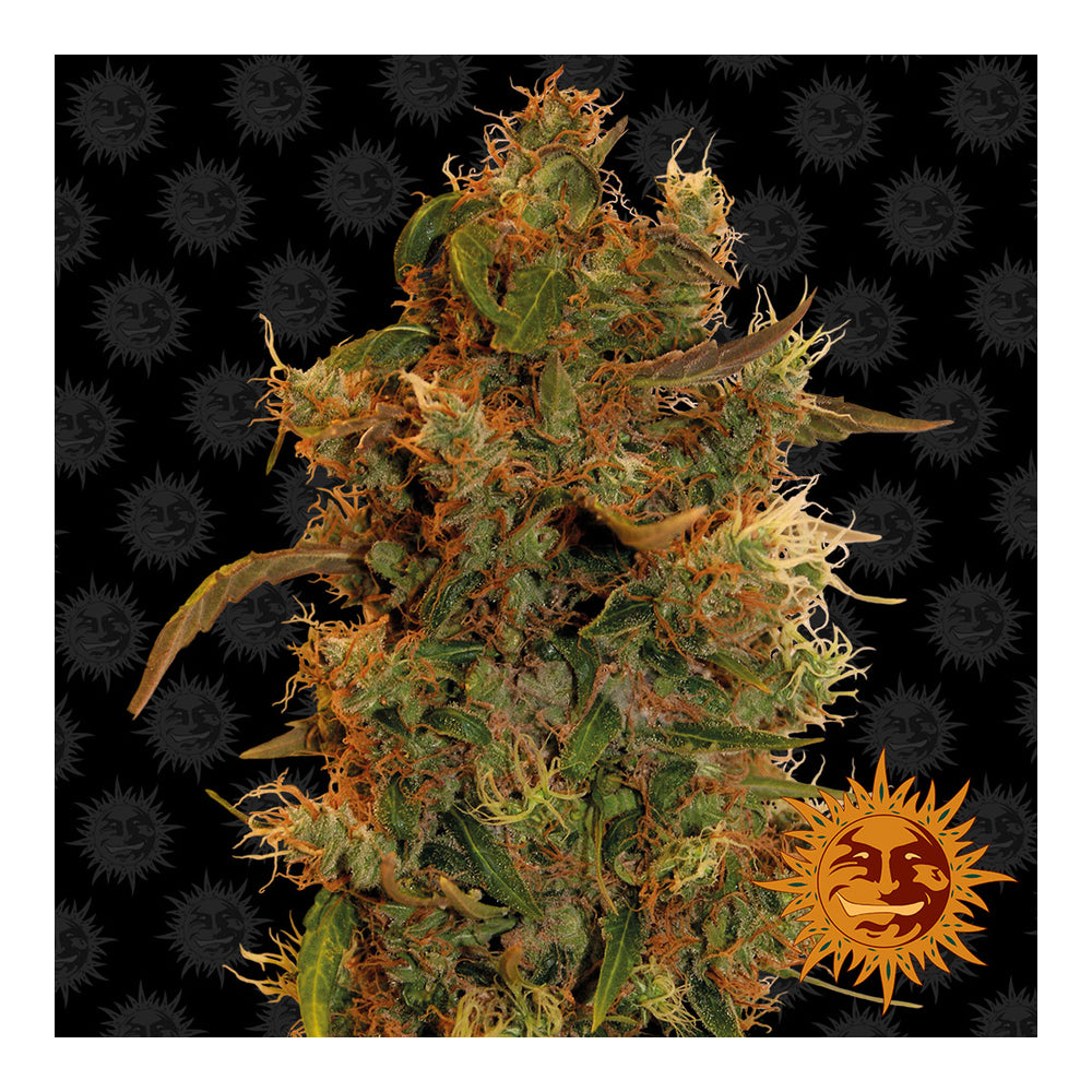 8 Ball Kush