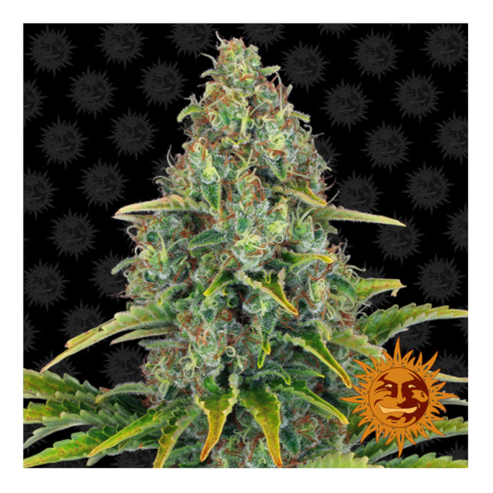 Blue Cheese Auto