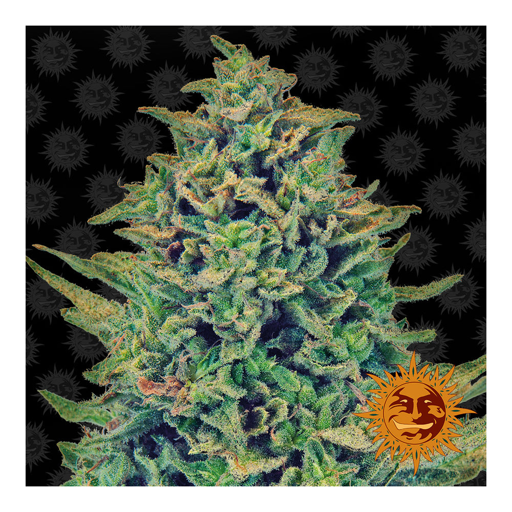 CBD Blue Shark
